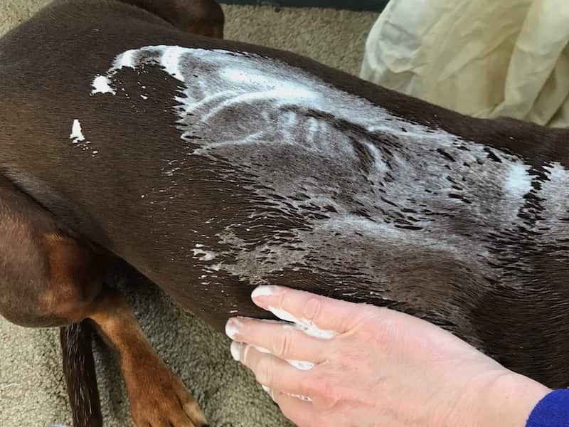 applying a foam dry shampoo for dogs