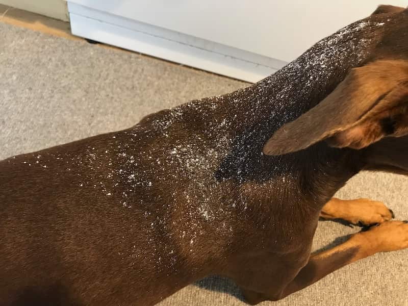applying a DIY powder dry shampoo for dogs