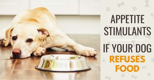 21 Actionable Tips to Get Your Dog Eating Again - Canine Compilation