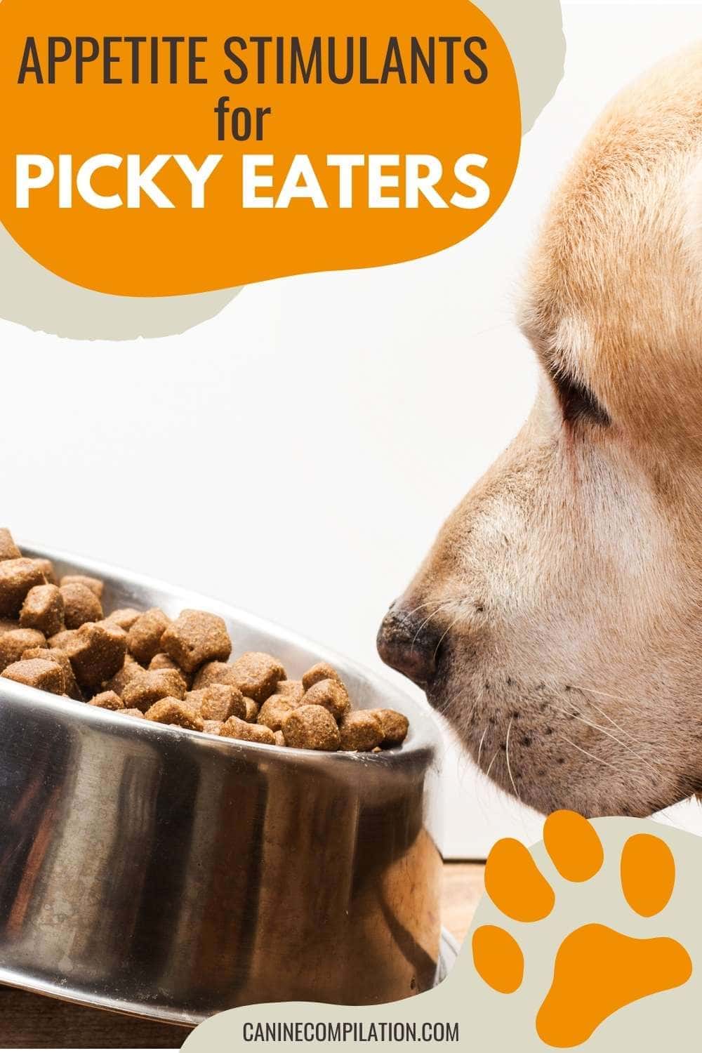 21 Actionable Tips to Get Your Dog Eating Again Canine Compilation