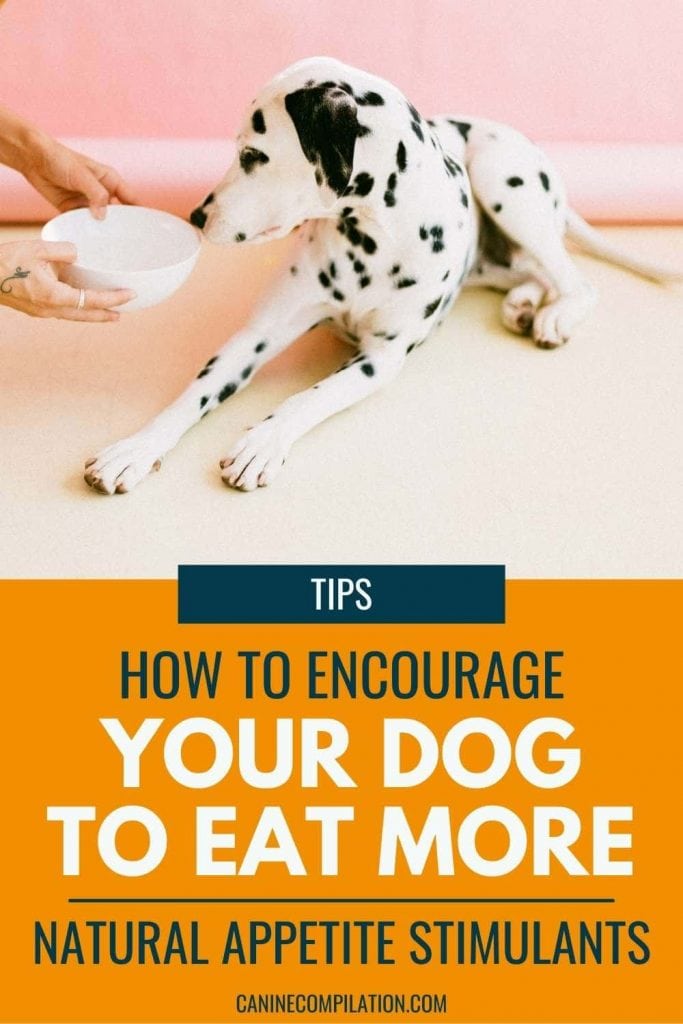 how to make dog eat more