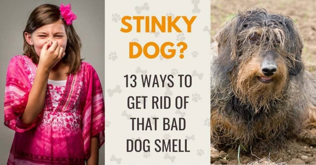 how to get rid of bad dog smells
