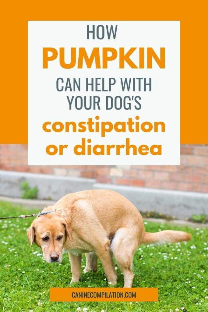 is pumpkin good for dogs with ibs