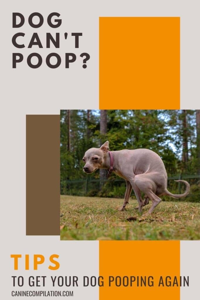Dog can't poop? How to fix constipation in dogs - picture of dog trying to poop