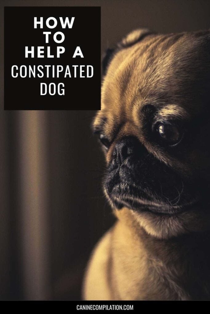 Dog can't poop? How to fix constipation in dogs - picture of dog trying to poop