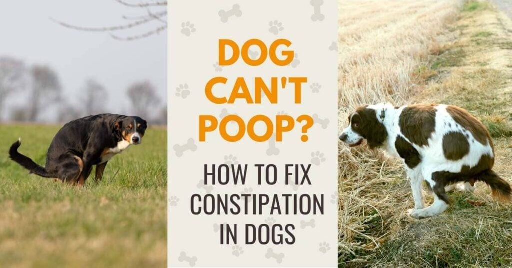 how to get a dog to poop if constipated