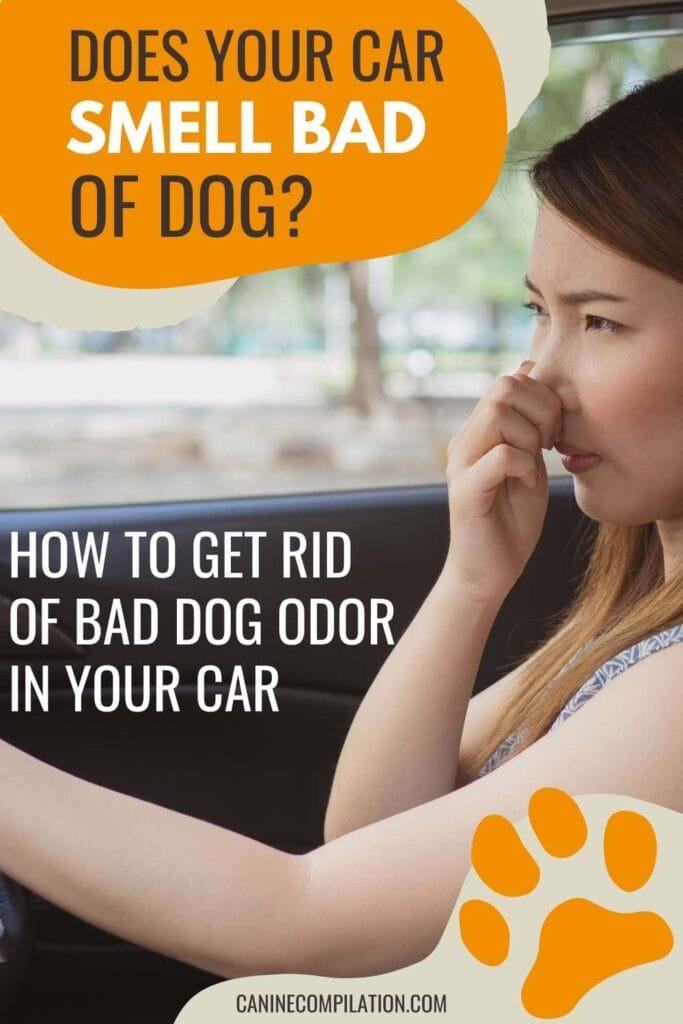 how to get rid of bad dog smells in a car