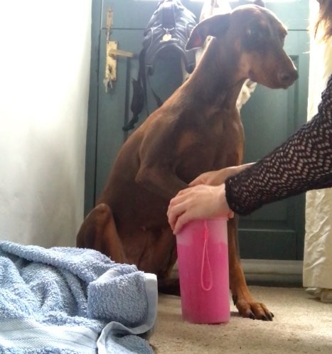 cleaning my dog's paws with a paw cleaner