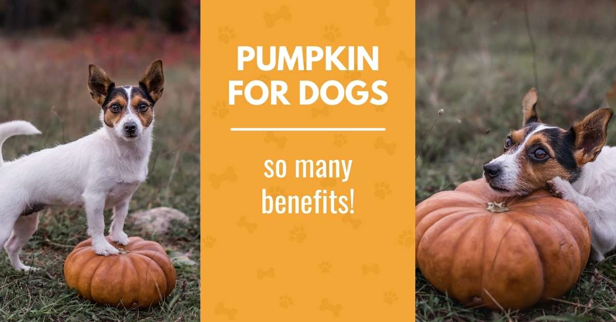 is pumpkin good for dogs with ibs