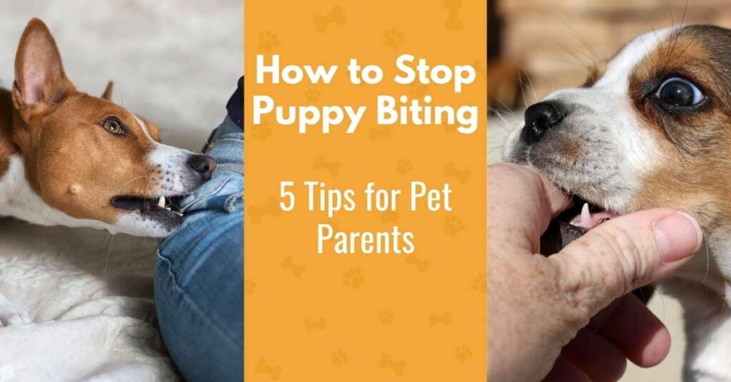 How To Stop Puppy Biting: 5 Tips For Pet Parents - Canine Compilation