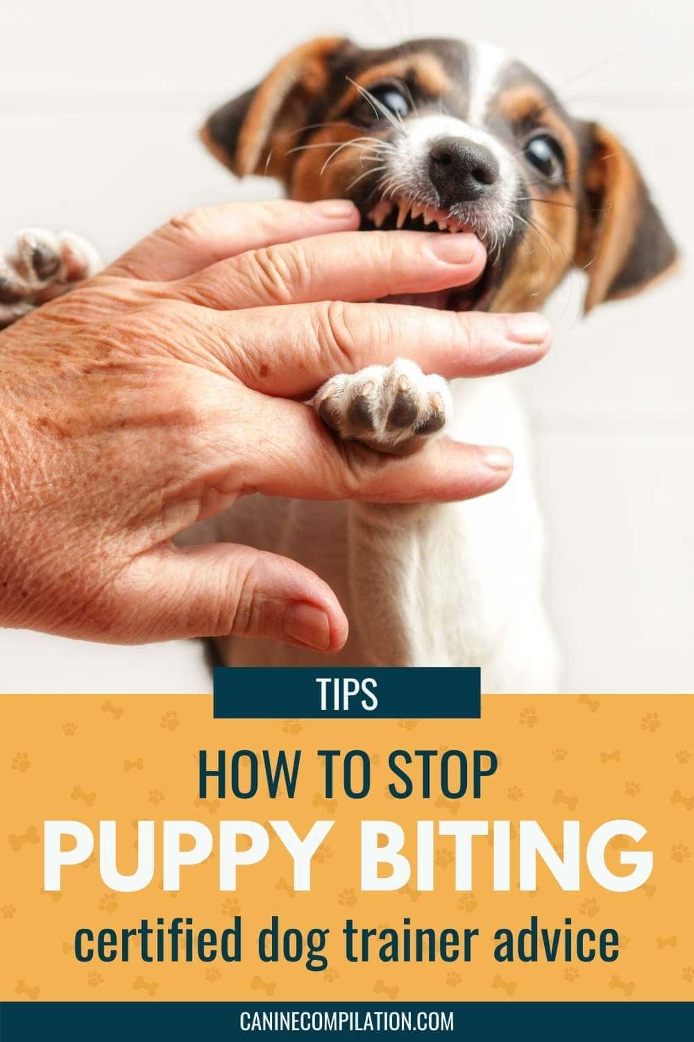 How To Stop Puppy Biting: 5 Tips For Pet Parents - Canine Compilation