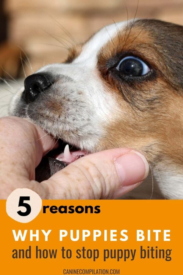 How to Stop Puppy Biting: 5 Tips for Pet Parents - Canine Compilation