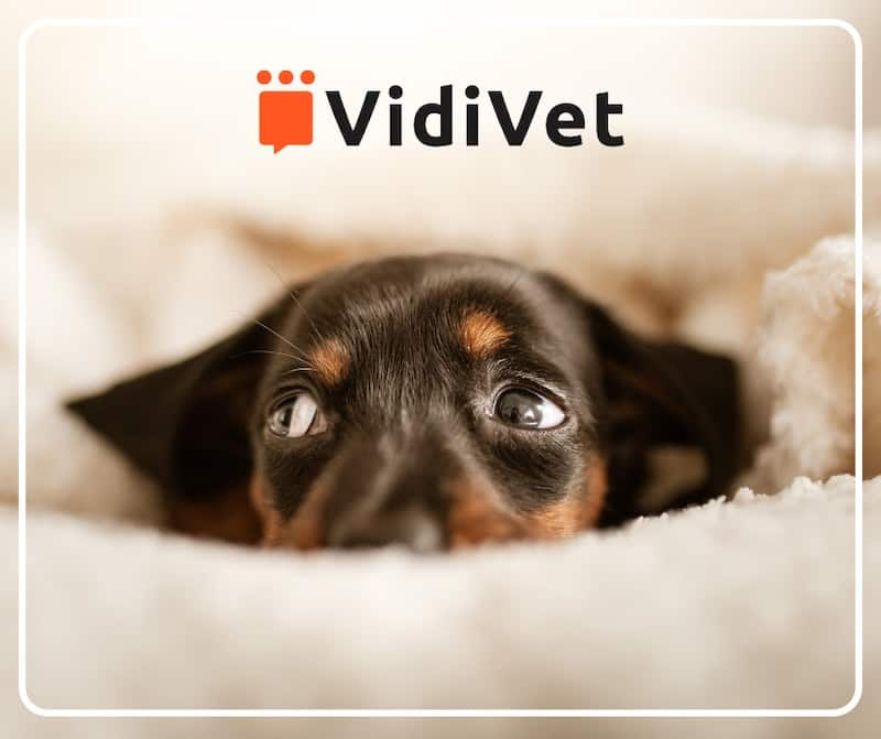 vidivet - 24/7 vet video service