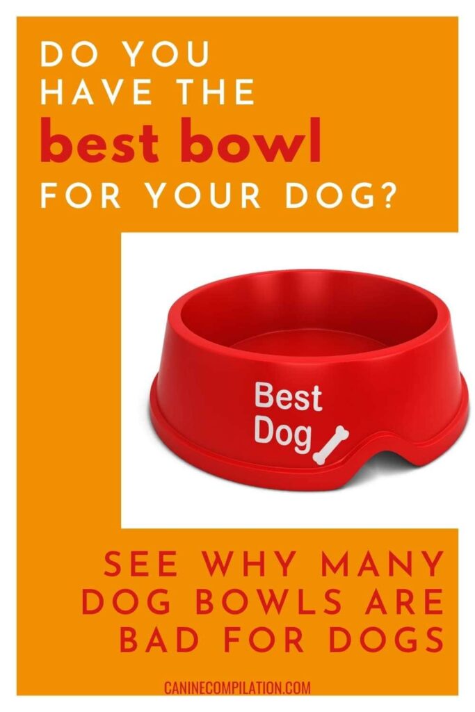 best dog bowl