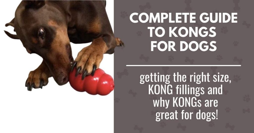 Kong for dogs - a complete guide