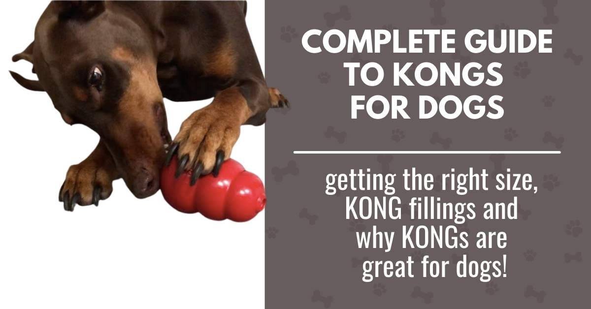 A Complete Guide to KONGS for Dogs: Sizes, Types, Fillings - Canine Compilation