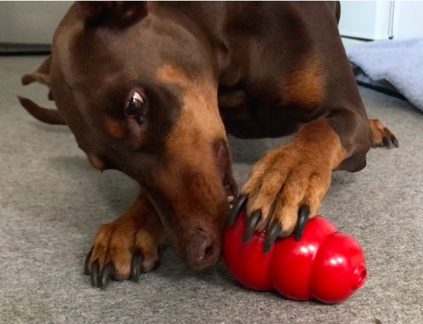 doberman with classic kong toy