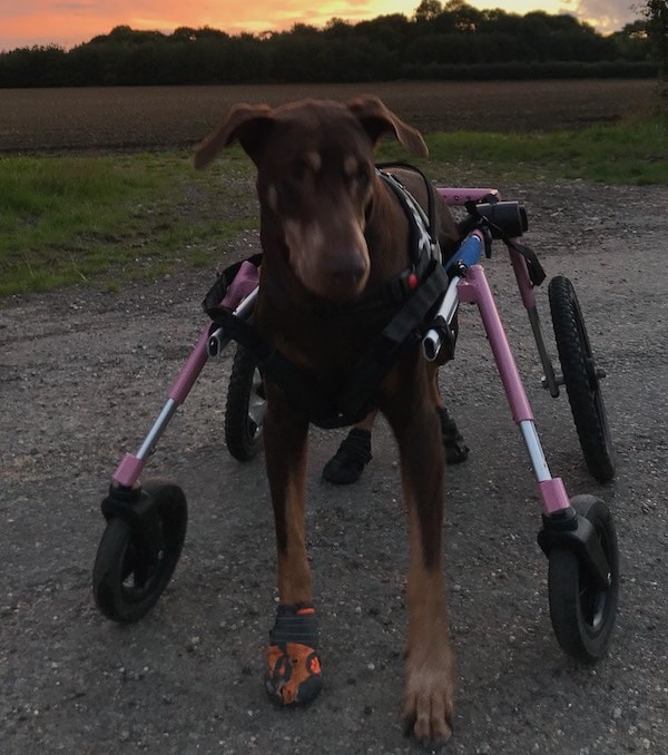 dog in wheelchair and wearing dog boots