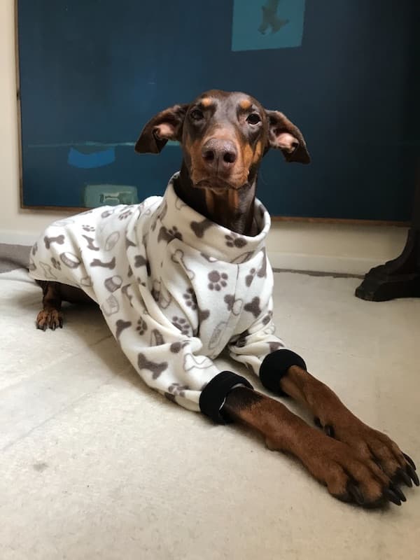 my dog in one of her fleece pajamas