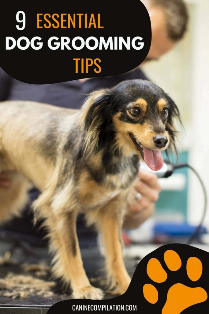9 Essential Dog Grooming Tips