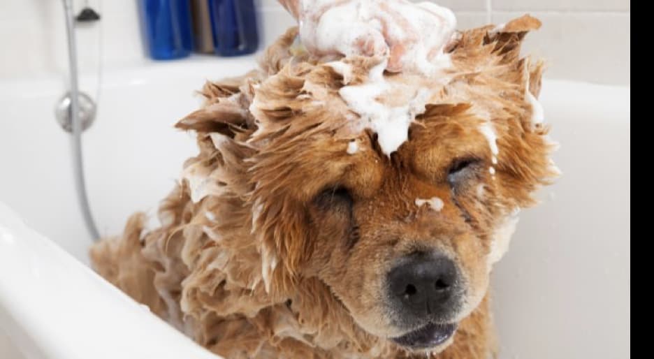 a dog being bathed