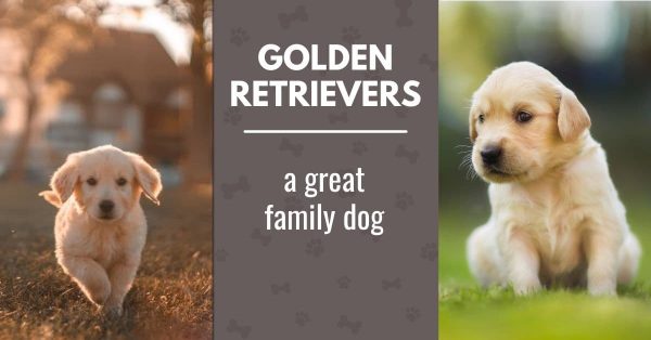 Looking for a Family Dog? – 5 Reasons Why Golden Retrievers Are the ...