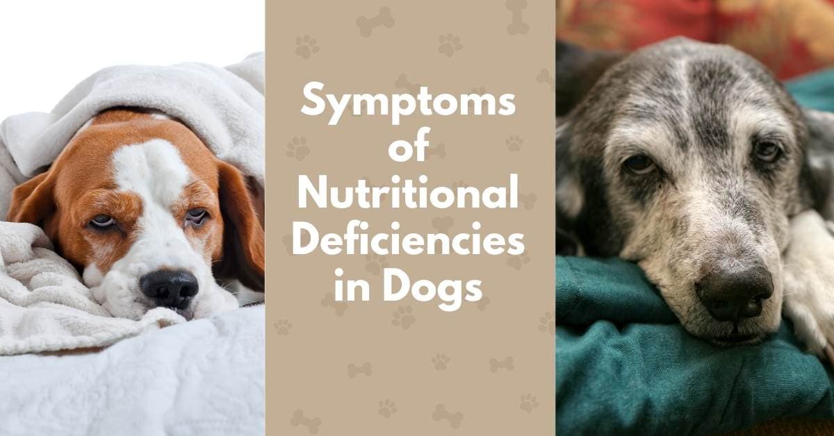 Symptoms of Nutritional Deficiencies in Dogs Canine Compilation