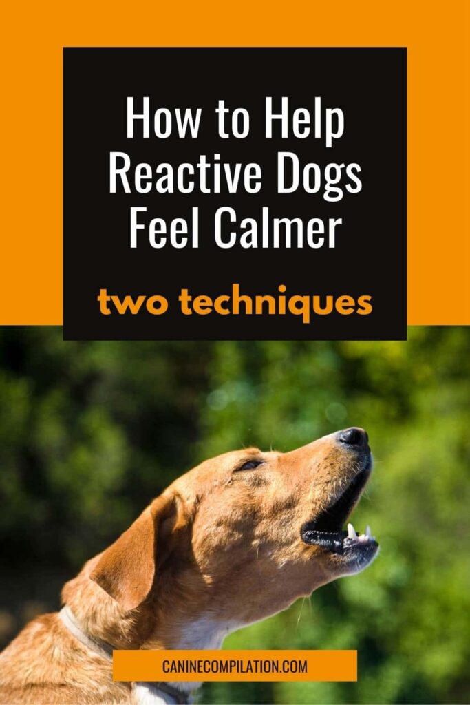 reactive dog barking