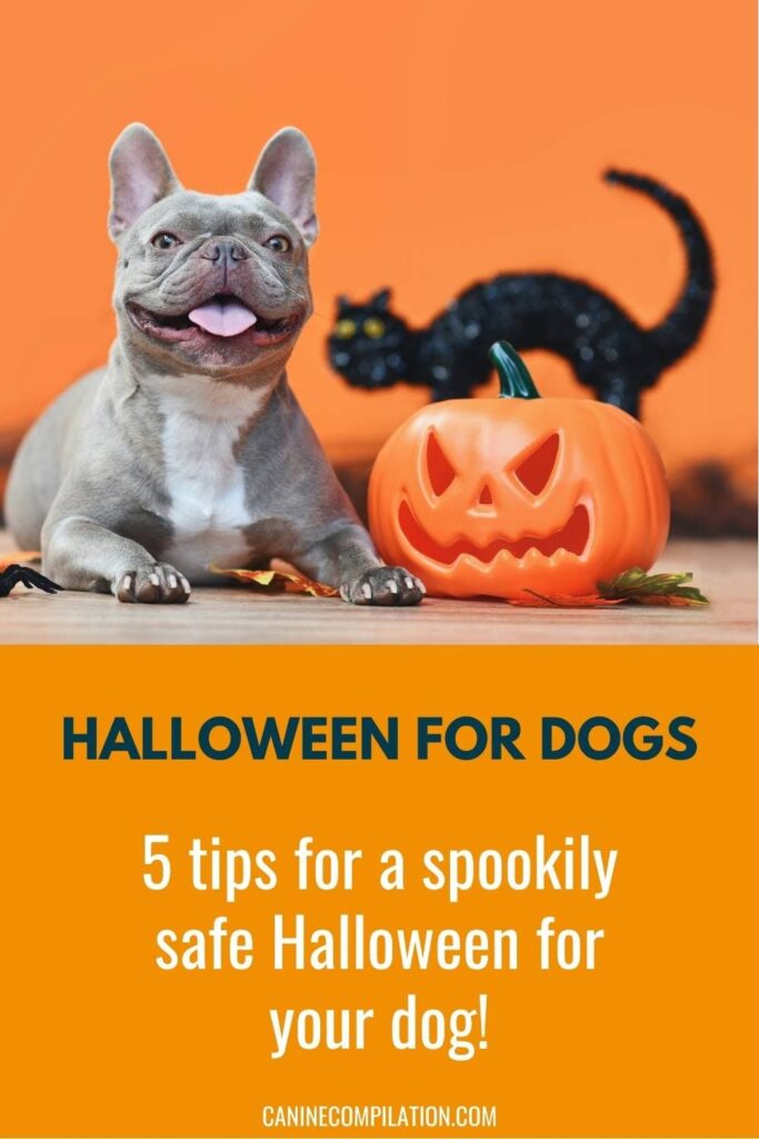 A dog with Halloween decoration