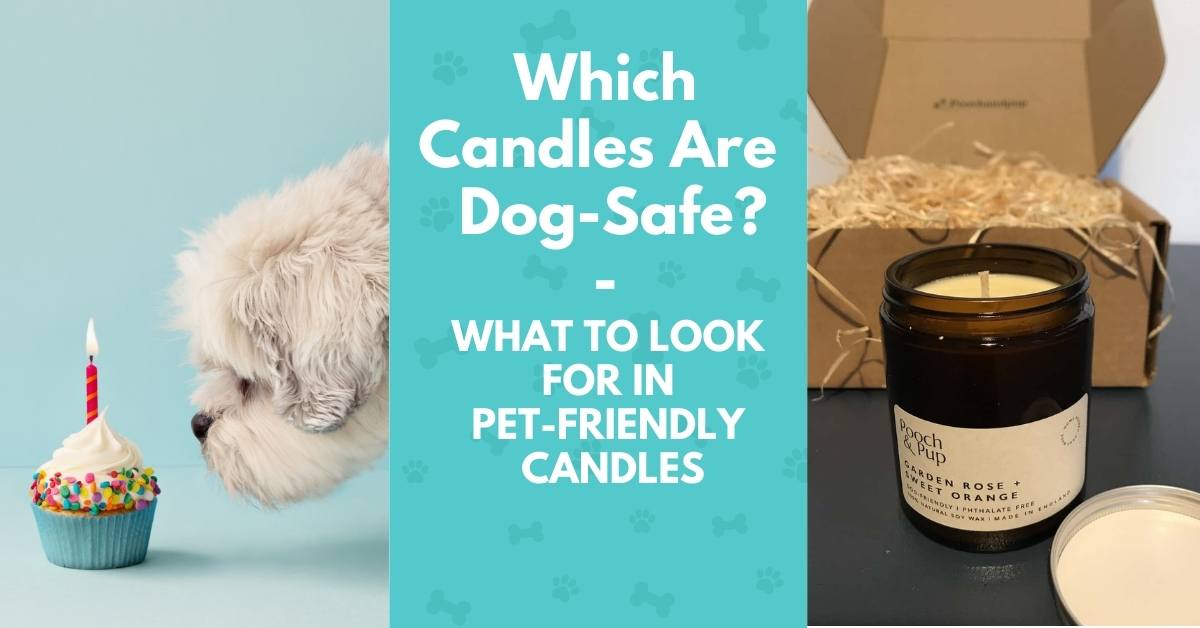 Are Candles Safe for Dogs? The Risks of Toxic Candles and Your Pet