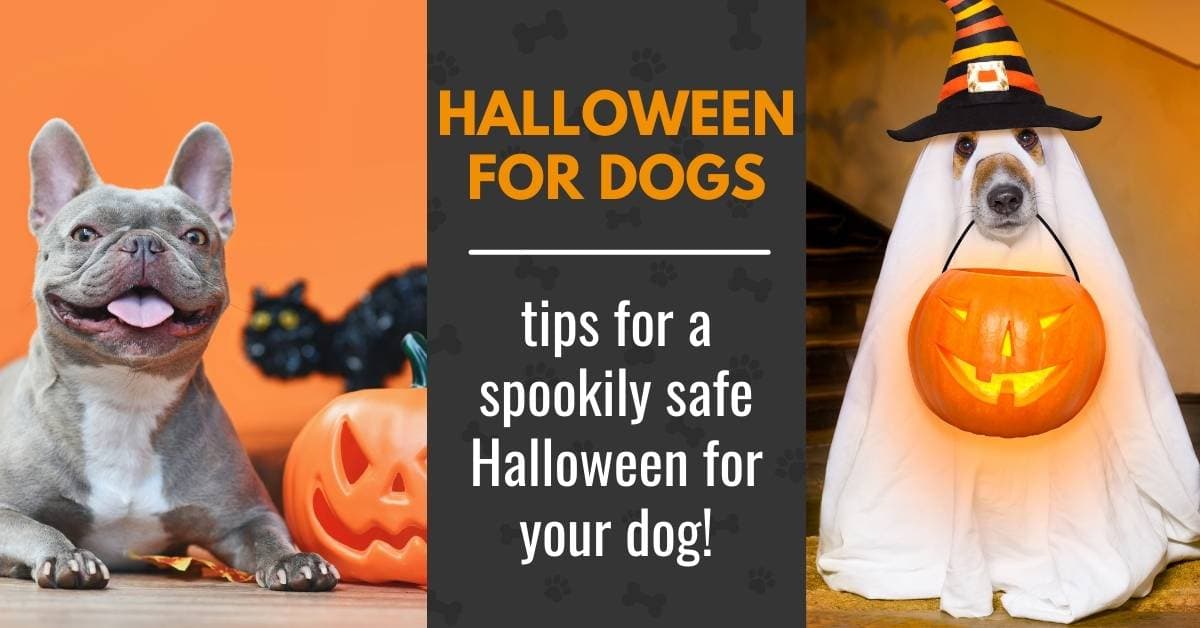 Halloween For Dogs: Tricks, Treats and No Trauma - Canine Compilation