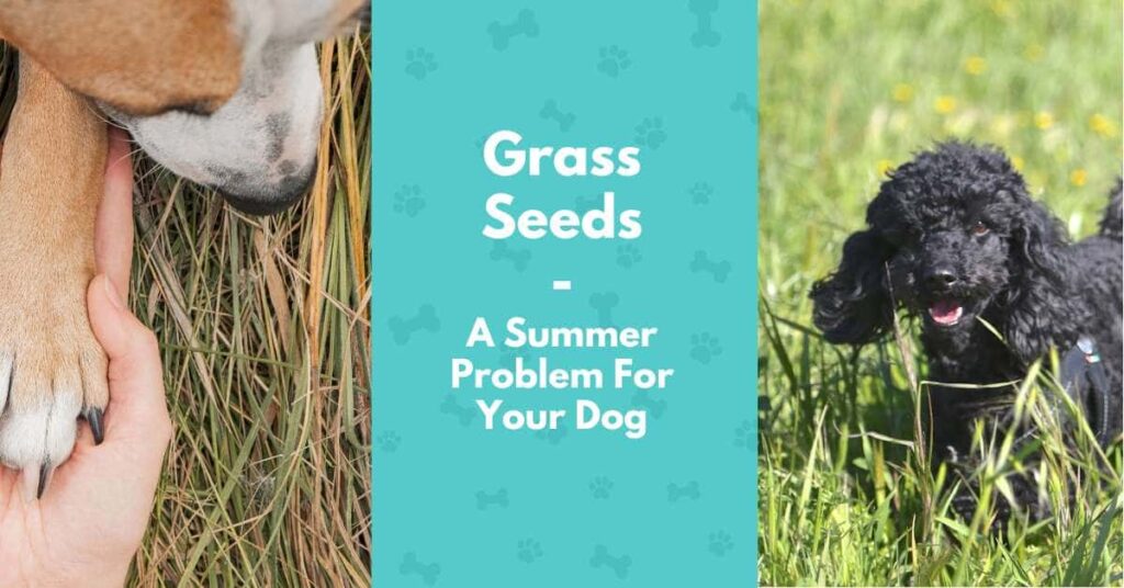 Picture of Shielding Your Dog: Hazards of Grass Seeds and How to Prevent Them ...