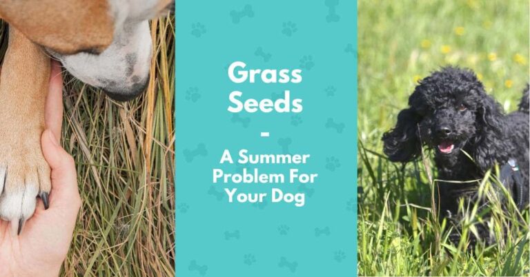 Shielding Your Dog: Hazards of Grass Seeds and How to Prevent Them ...