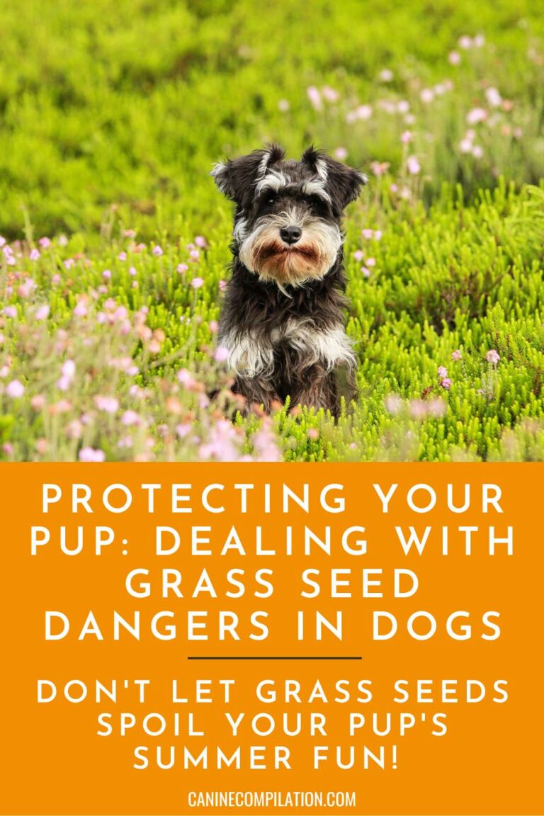 Picture of Shielding Your Dog: Hazards of Grass Seeds and How to Prevent Them ...